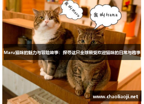 Maru猫咪的魅力与冒险故事：探寻这只全球最受欢迎猫咪的日常与趣事